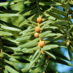 Větvička tisu (foto: Zanchetta Fabio)