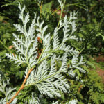 Větvička zeravu korejsk&eacute;ho (foto: Crusier)