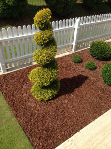 Zerav z&aacute;padn&iacute; - Thuja occidentalis 'Yellow Ribbon' - 1