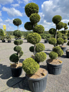 Zerav západní - Thuja occidentalis 'Brabant'
