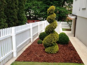 Zerav západní - Thuja occidentalis 'Yellow Ribbon' - 2