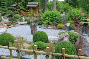 Zimostr&aacute;z malolist&yacute; 'Faulkner' v okrasn&eacute; zahradě