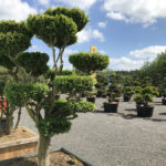 Zimostráz obecný - Buxus sempervirens