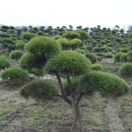 tvarovan&yacute; okrasn&yacute; strom 11