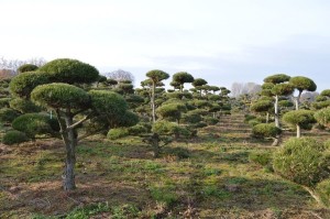 tvarovan&yacute; okrasn&yacute; strom 41